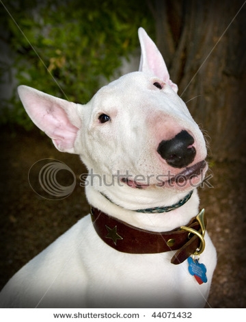 stock-photo-english-bull-terrier-portrait-44071432.jpg