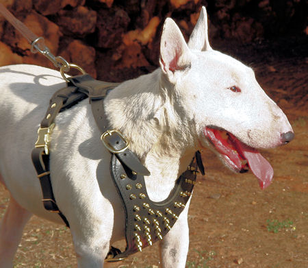 Bull-terrier-spiked-leather-harness-custom-usa_LRG.jpg