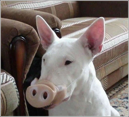 funny-pictures-humor-pig-costume-bull-terrier.png