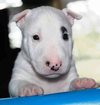 miniature-bull-terrier-0024.jpg