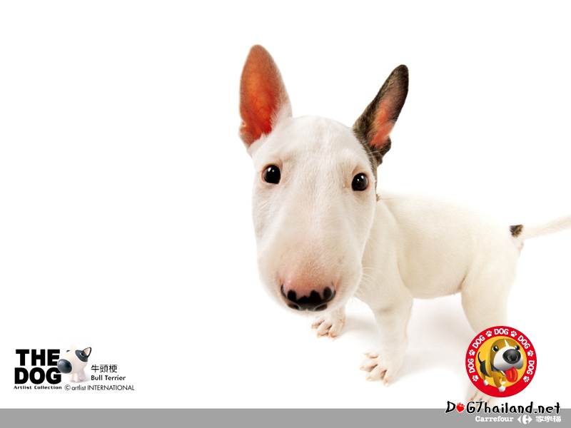 Bull_terrier_the_dog_artist_collection_16_wallpaper.jpg