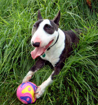 miniature-bull-terrier-0011.jpg