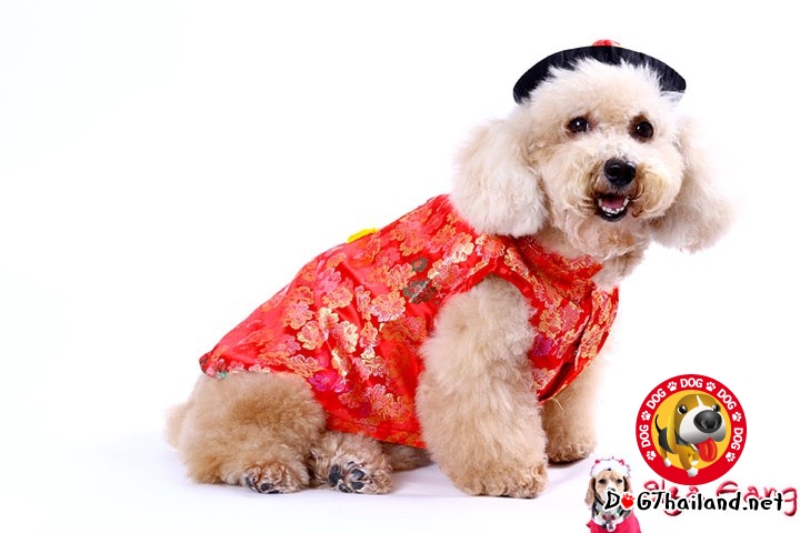 แฟชั่นตรุษจีน น้องหมามาแล้วว