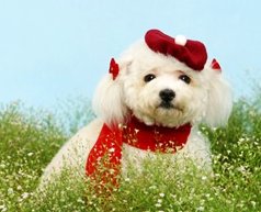 รวมรูปพุดเดิ้ล poodle เจ้าหมาแสนซน