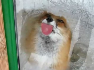 น่ารัก! จิ้งจอกเลียกระจกหน้าต่าง