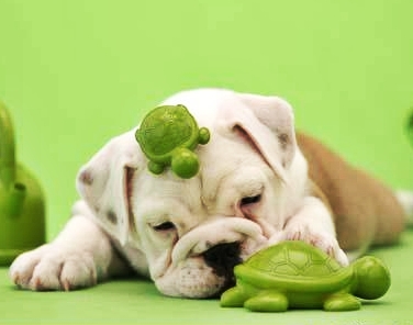 ลูกหมา ขอเป็นนายแบบมั้ง น่ารักซะไม่มี