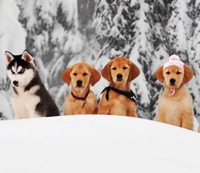 ออกกฎหมาย จำกัดจำนวนการเลี้ยงน้องหมา?