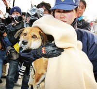 เฮ! สุนัขอึดรอดสึนามิ ญี่ปุ่น พบเจ้าของแล้ว