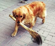 น่ารัก! น้องหมาชอบกวาดถนน