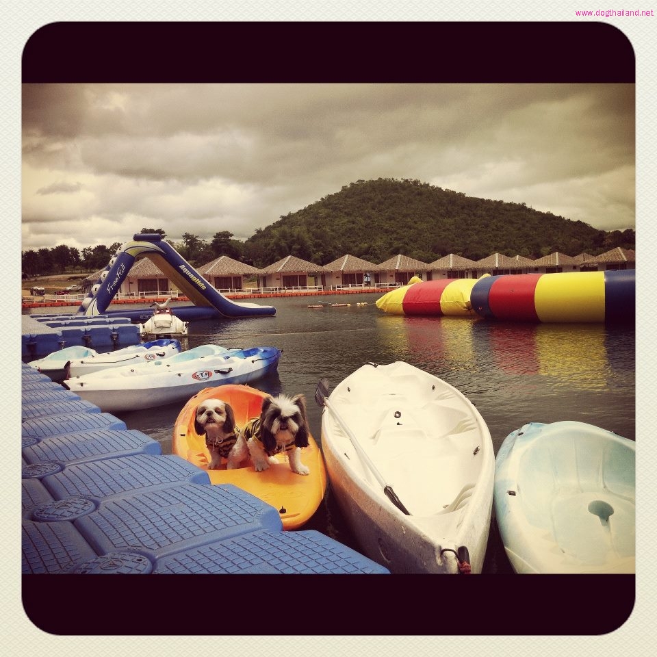 หมาพักได้ กาญจนบุรี ที่  Lake Heaven มัลดีฟแห่งแรกของกาญจนบุรี พร้อมแนะนำร้านอาหารน้องหมาเข้าได้