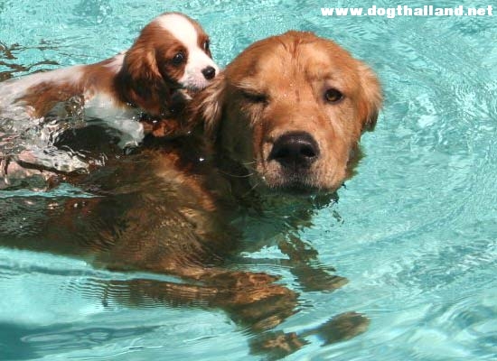สระว่ายน้ำหมาว่ายได้ , สระน้ำน้องหมา ,สระน้ำสุนัข  ... ...