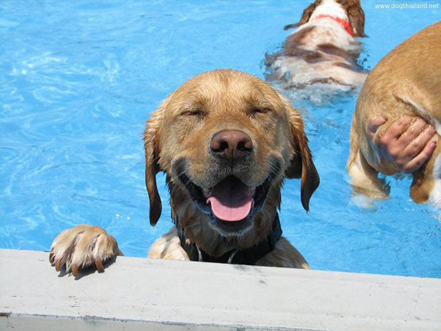dog-pool-party-lucky-puppy-23.jpg