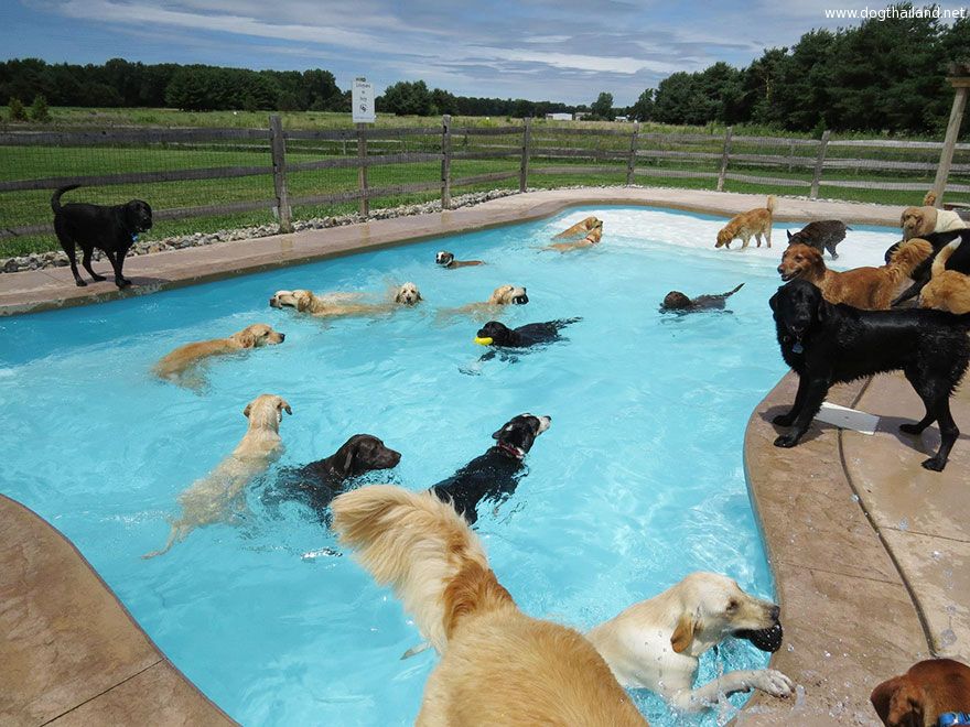 dog-pool-party-lucky-puppy-10.jpg
