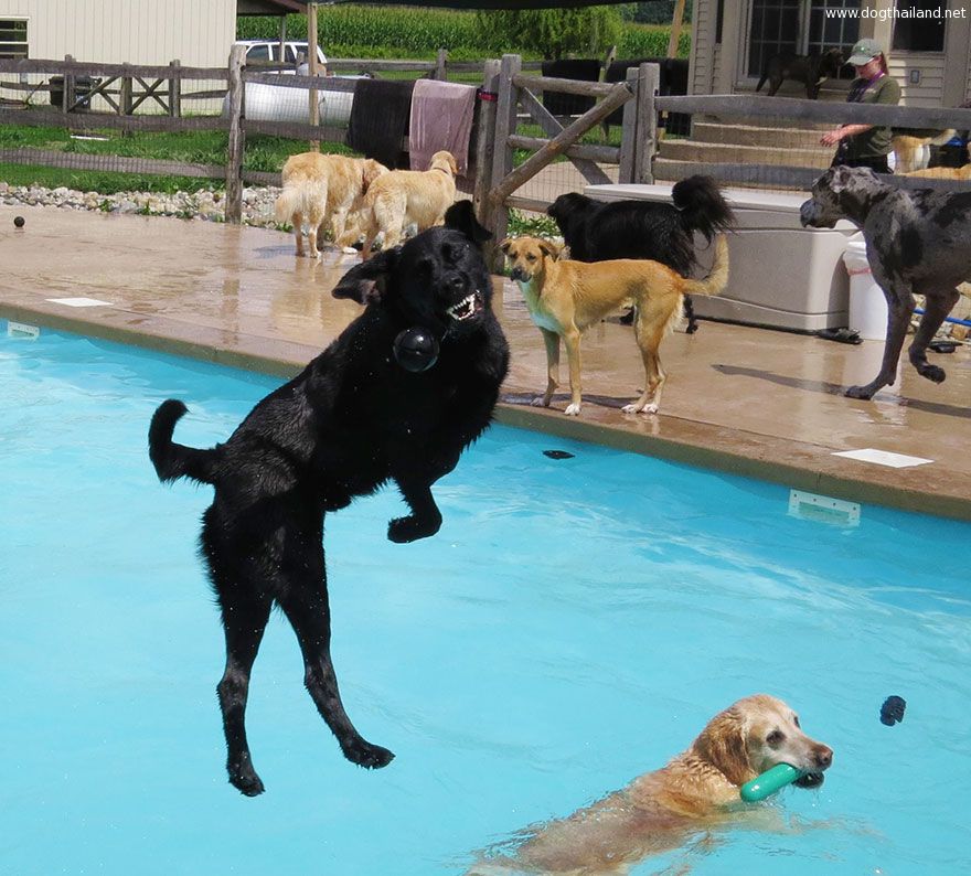 dog-pool-party-lucky-puppy-11.jpg