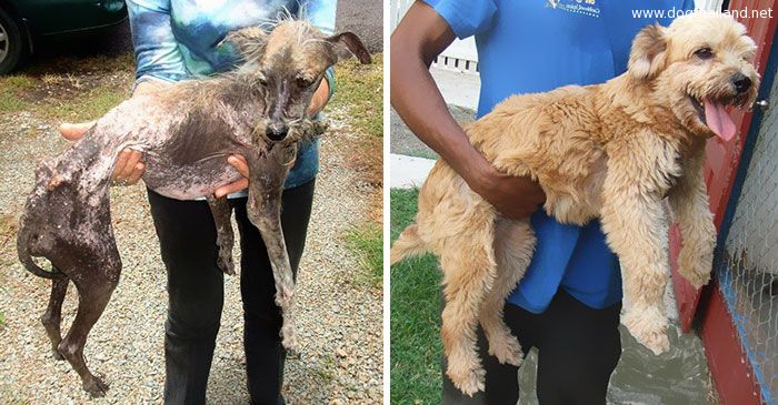 dog-makeover-before-after-rescue-19.jpg