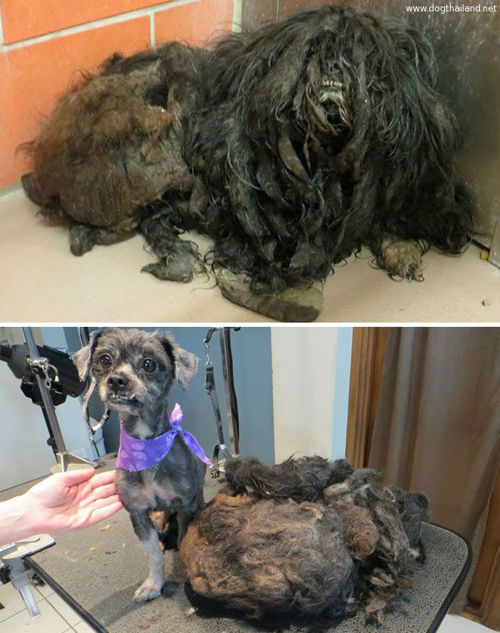 dog-makeover-before-after-rescue-33.jpg