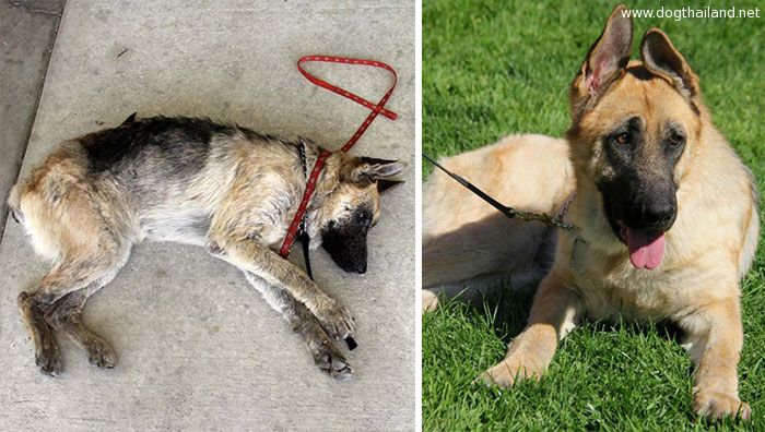 dog-makeover-before-after-rescue-42.jpg
