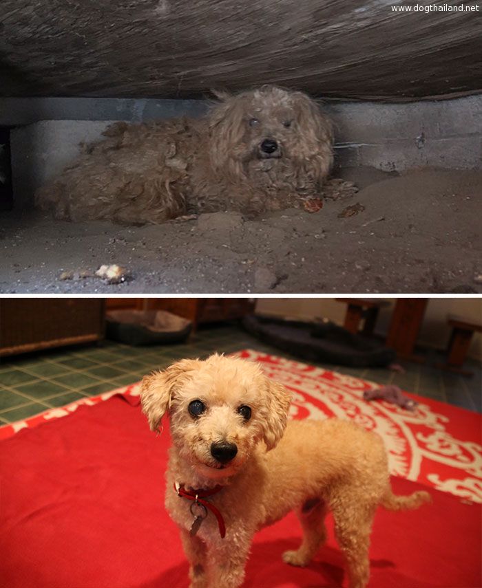 dog-makeover-before-after-rescue-39.jpg