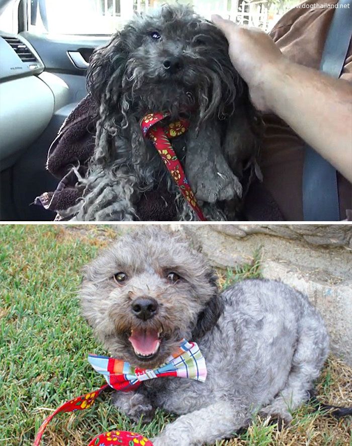 dog-makeover-before-after-rescue-34.jpg
