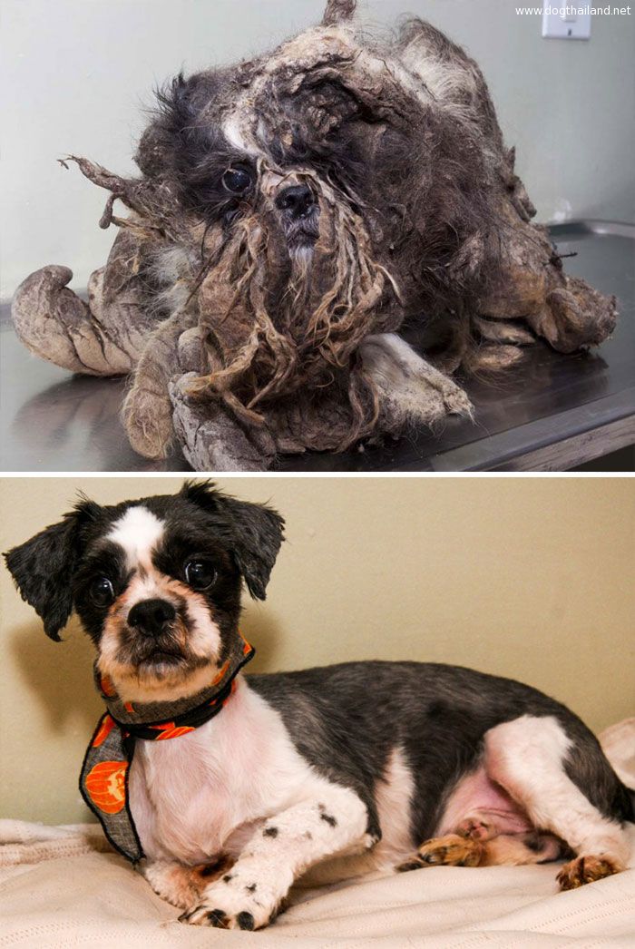 dog-makeover-before-after-rescue-35.jpg