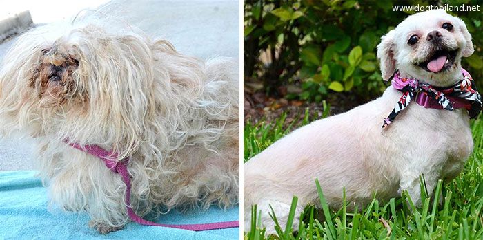 dog-makeover-before-after-rescue-7.jpg