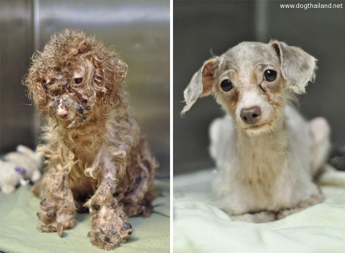 dog-makeover-before-after-rescue-18.jpg