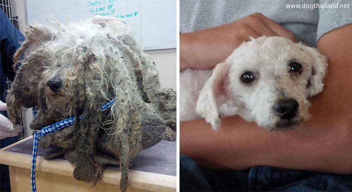 dog-makeover-before-after-rescue-30.jpg