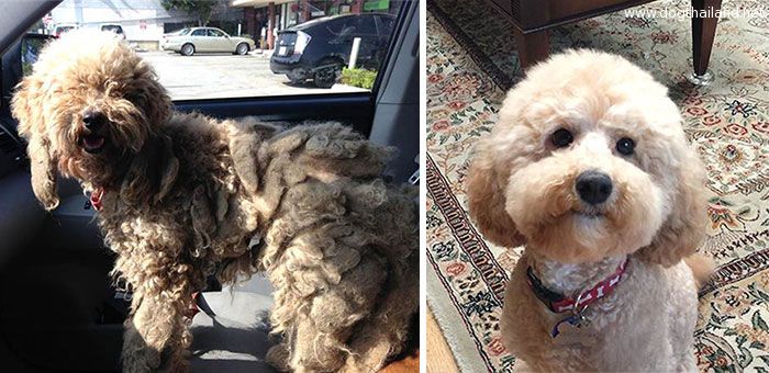dog-makeover-before-after-rescue-1.jpg