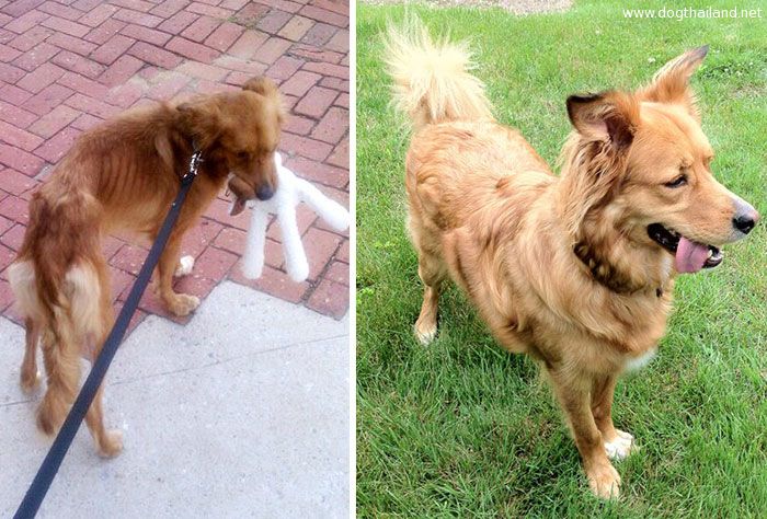 dog-makeover-before-after-rescue-20.jpg