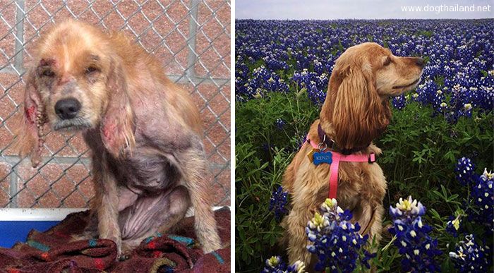 dog-makeover-before-after-rescue-17.jpg
