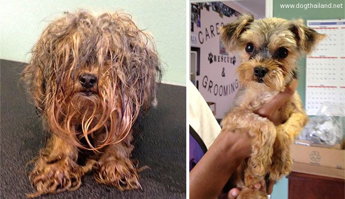 dog-makeover-before-after-rescue-4.jpg