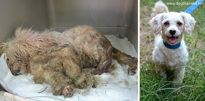 dog-makeover-before-after-rescue-15.jpg
