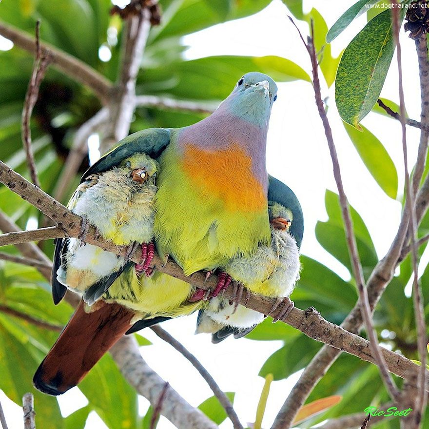 animal-parents-4.jpg
