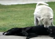 สุนัขปลุกเพื่อน น่าสงสารโดนวางยาเบื่อสุนัขตายเกลื่อน โรงพักชลบุรี