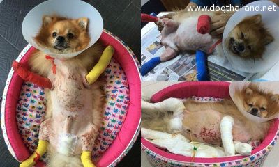 เลว โจรบุก ทำร้ายหมาปอมสาหัส ไม่แตะของมีค่าในบ้าน ทำเพื่อ !!!