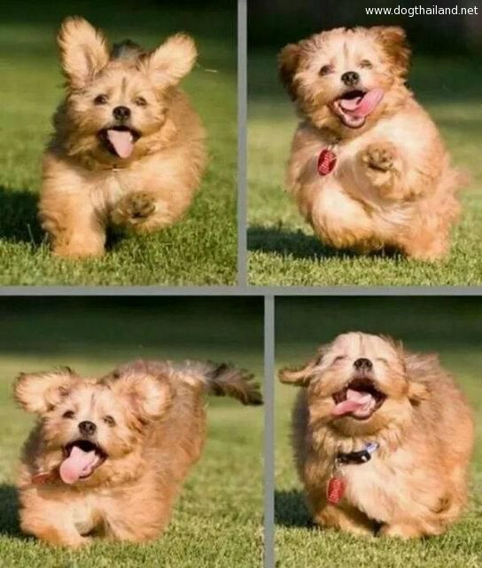 หมาน่ารัก Shih Tzu ร่าเริงเกินไปแล้วเจ้าหมาน้อย