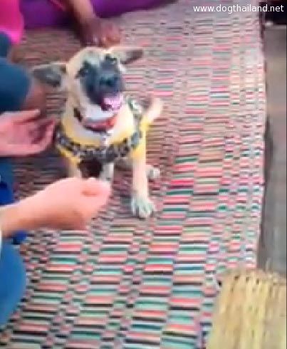 หมาพูดได้ ชัยภูมิ คอหวยแห่อัดคลิปหมาพูดได้ ให้เลขเด็ด 50, 934