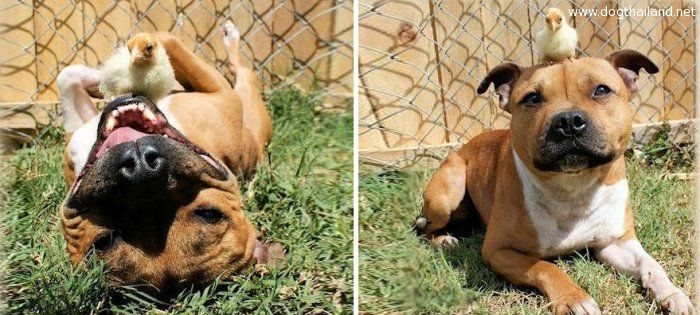 สนัขพิทบูล กับ ลูกเจี๊ยบ อยู่ด้วยกันจนกลายเป็น ไก่กระต๊ากก