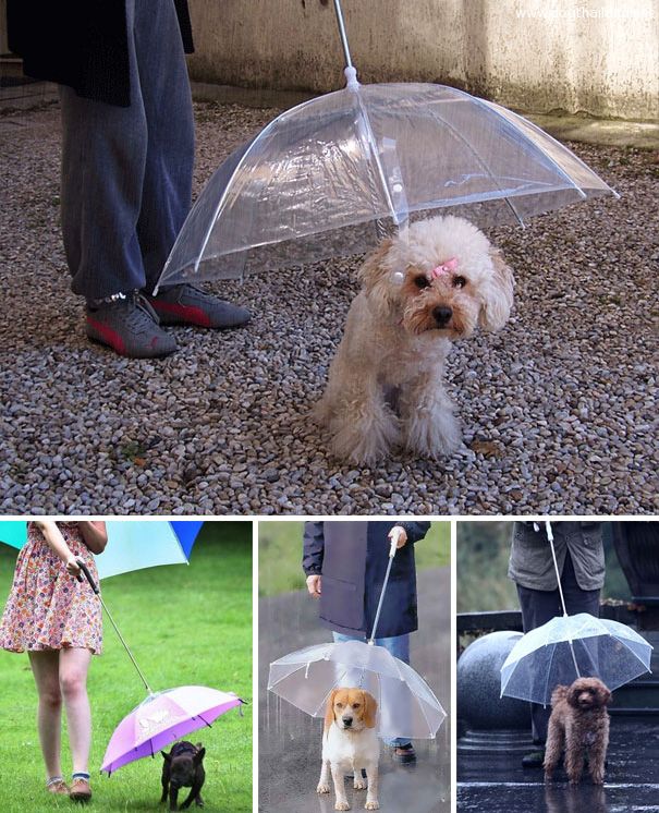 inventions-for-dog-lovers-10.jpg