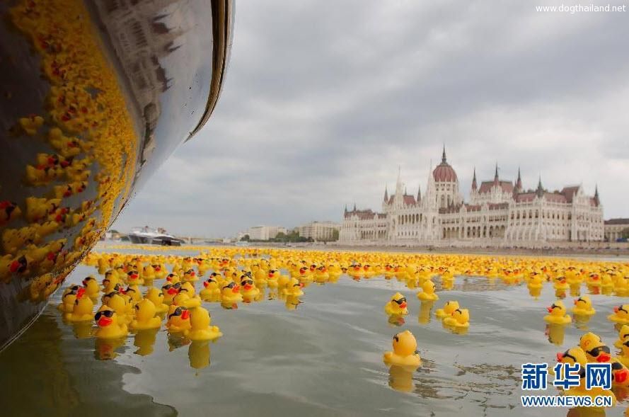 เป็ดยาง 52,000 ตัว ลอยตาม แม่น้ำดานูบ บูดาเปสต์ ใน ฮังการี!