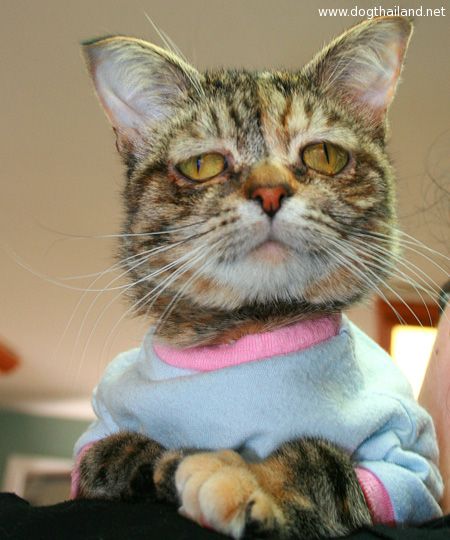 เจ้าทัคเกอร์ (Tucker) แมวน้อยหน้าเศร้า หน้าบูดที่สุดในโลก จนหาคนเลี้ยงไม่ได้ แต่ดังสุดๆตอนนี้