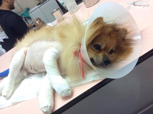 เจ้าของ เจคอป หมาปอม โพสต์แจงยันไม่ได้โกหก มีคลิบชัดๆ