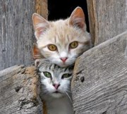 Cats & Kittens แมว น่ารักๆ ภาพน้องแมว สวย น่ารัก ระดับเทพ