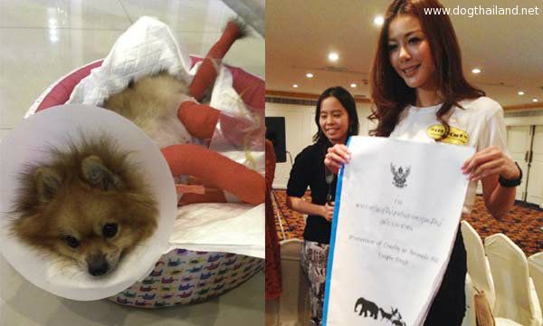 เก๋ ชลดา อาสารับหน้าที่ดูแลเจคอปหมาปอม เผยเหตุเจ้าของขอดูแลเอง ผลักดัน พ.ร.บ.คุ้มครองสัตว์