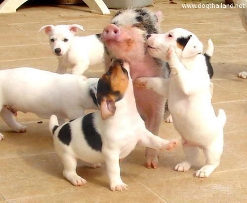 Puppies dog and pig photography ว้าวว เพื่อนรักต่างสายพันธ์