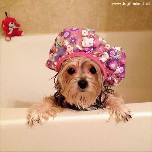 น้องหมาใส่หมวกอาบน้ำ น่ารักๆ อ๊ายย Fashion Bathing  Dog