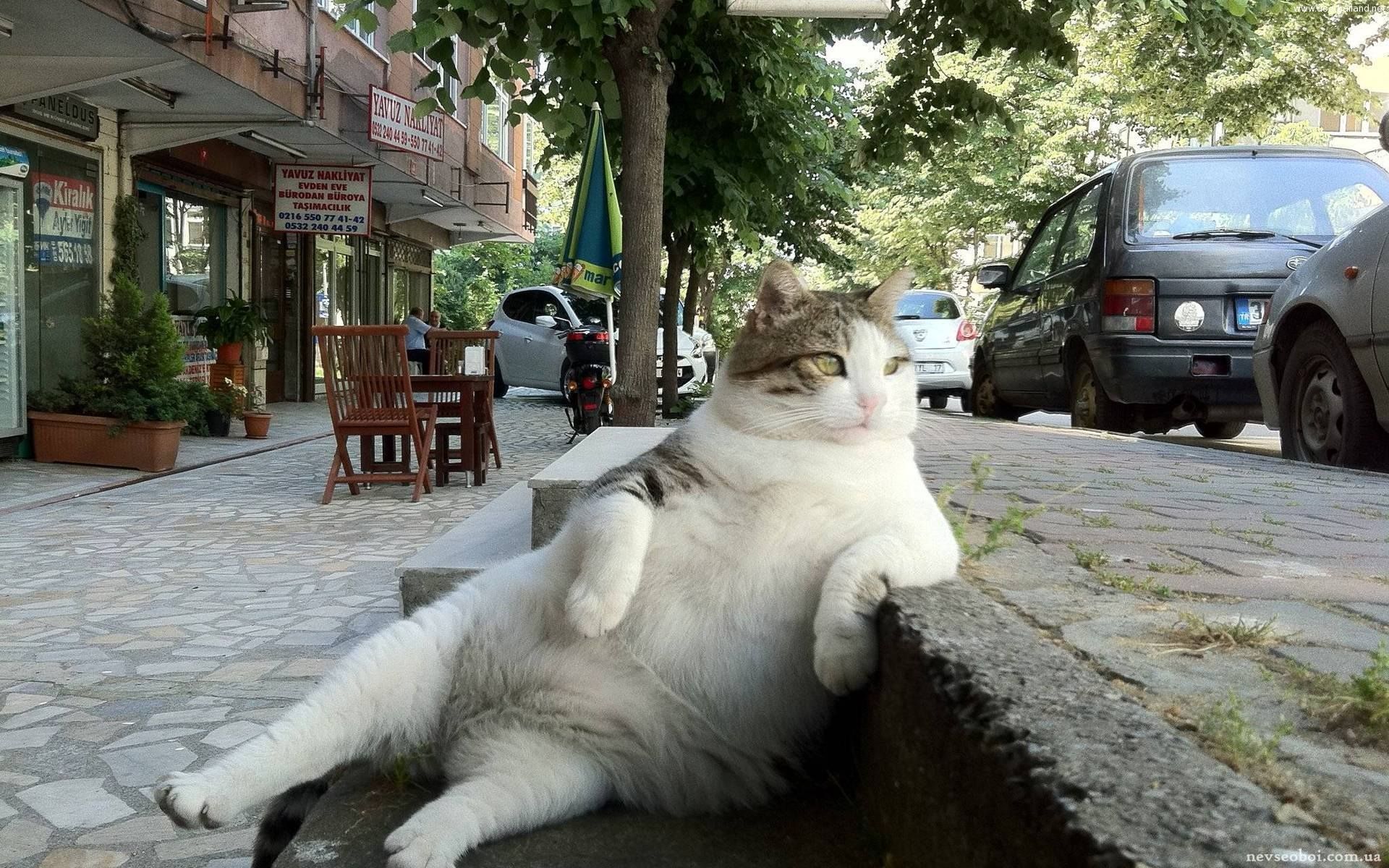 แมวน่ารัก นั่งแบบแมวๆ Cute Cats sitting like Human