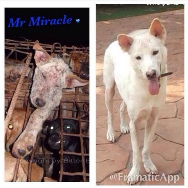 ภาพก่อนและหลังของเจ้า "มิราเคิล" สุนัขที่รอดตายจากธุระกิจค้าเนื้อสุนัขในไทย