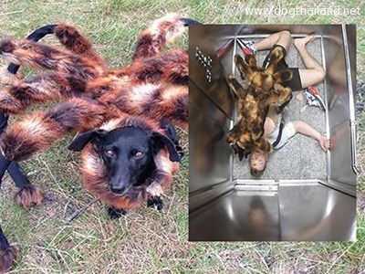 คลิป "หมาแมงมุม" Mutant Giant Spider Dog ยอดคนดูเกิน 33 ล้านคน ฮิตมาก