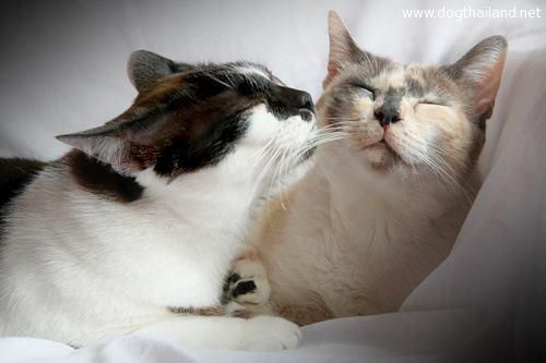 Kitty love photography Cat kiss ภาพแมวจุ๊บกัน น่ารักๆ